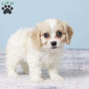Grace, Cavachon Puppy